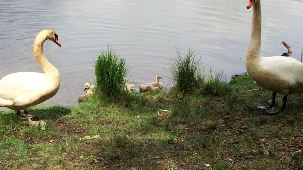 Een wandeltocht waarbij dieren te bezichtigen waren