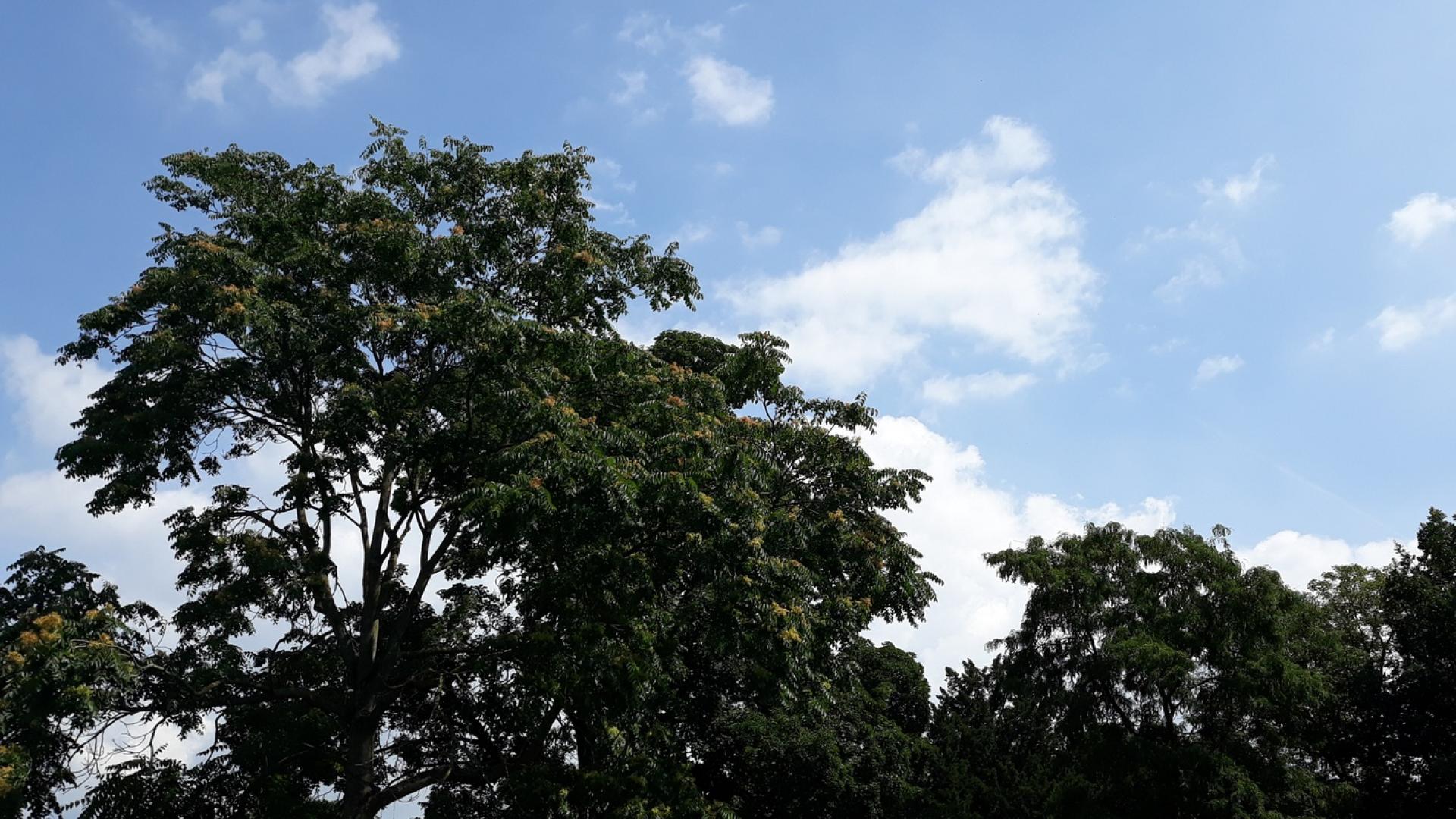 Bomen en blauwe lucht Nolenspark rustgevend