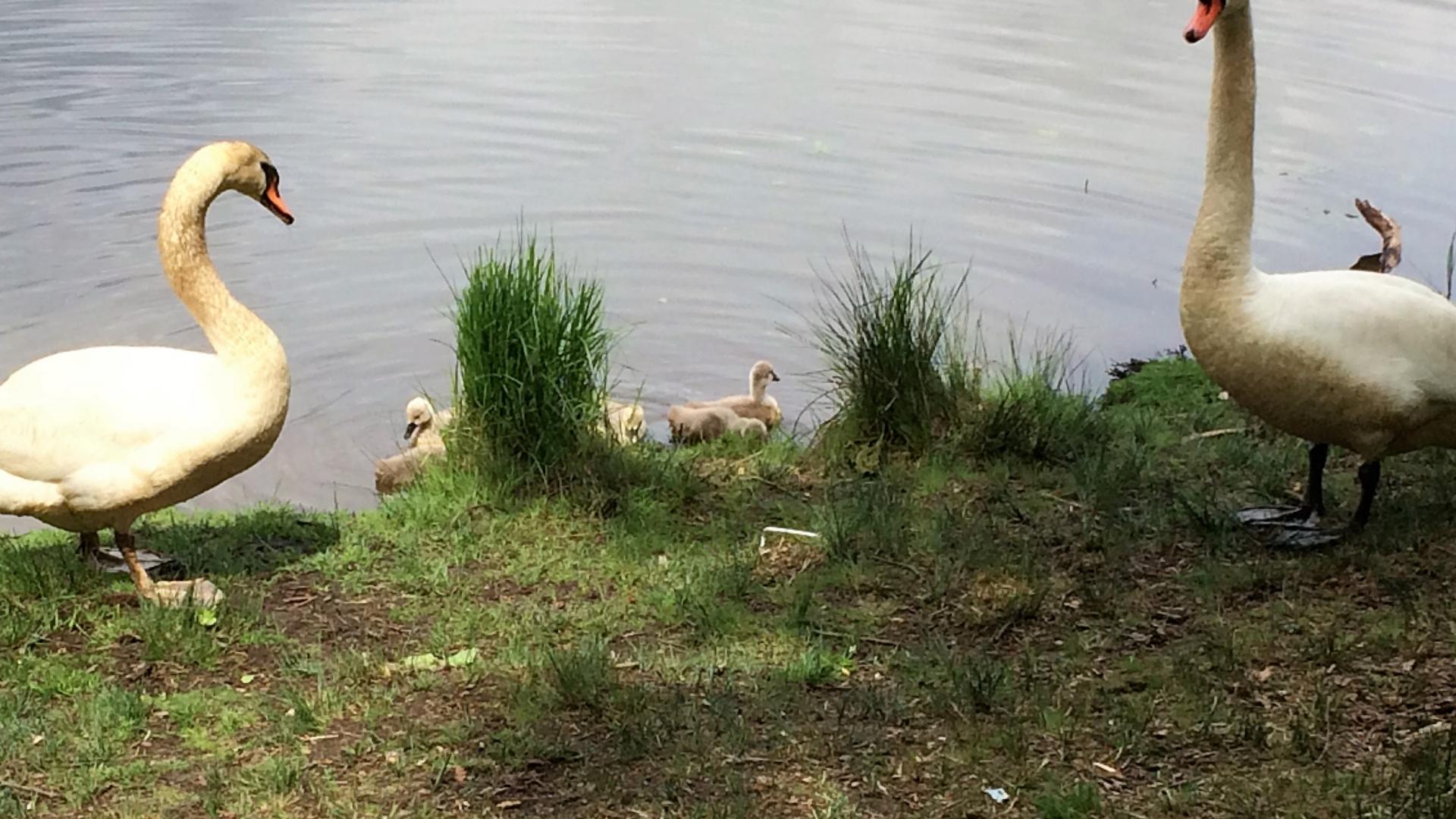 Een wandeltocht waarbij dieren te bezichtigen waren