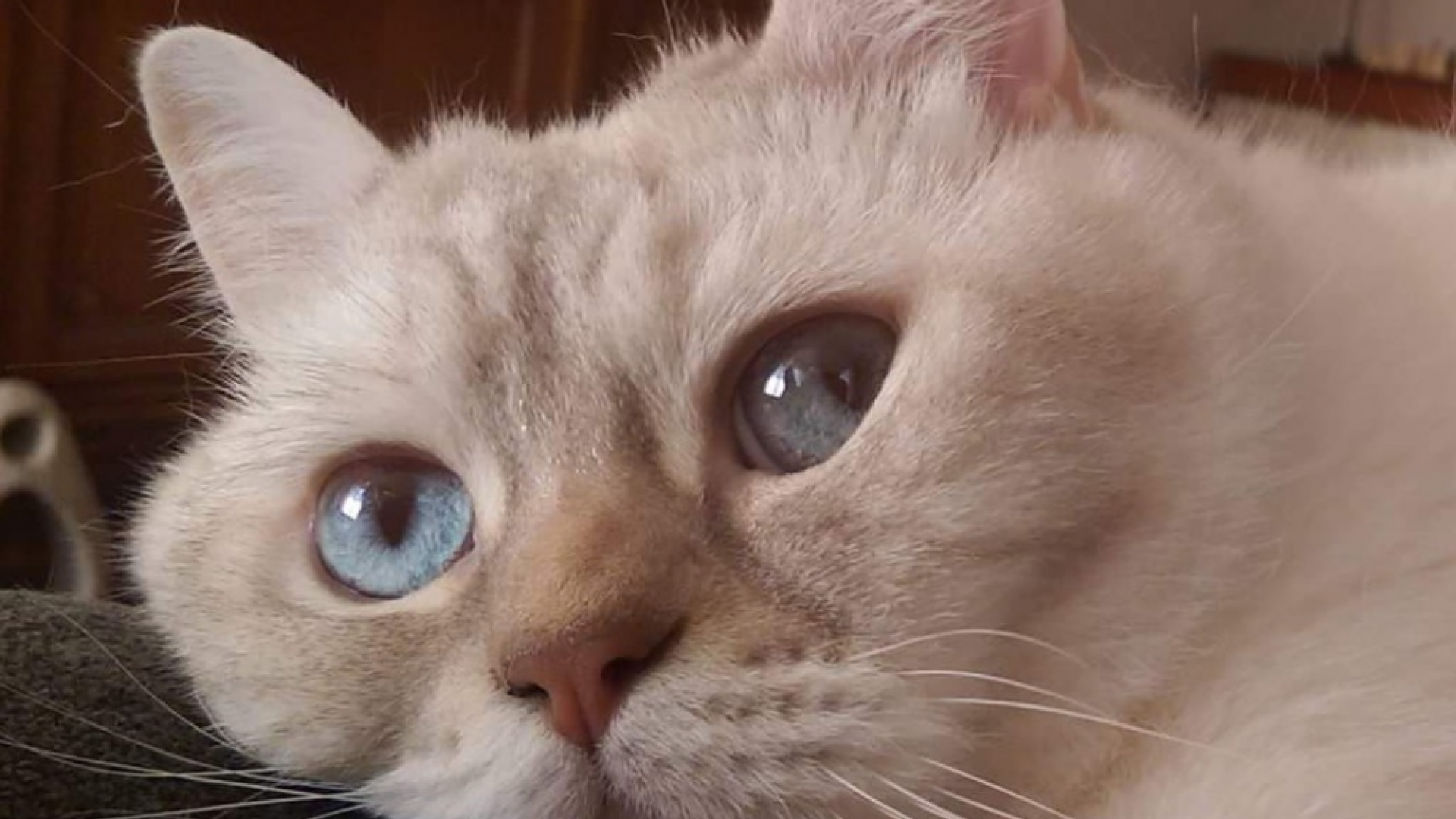 vuurwerkkat.png